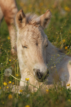 Roan
